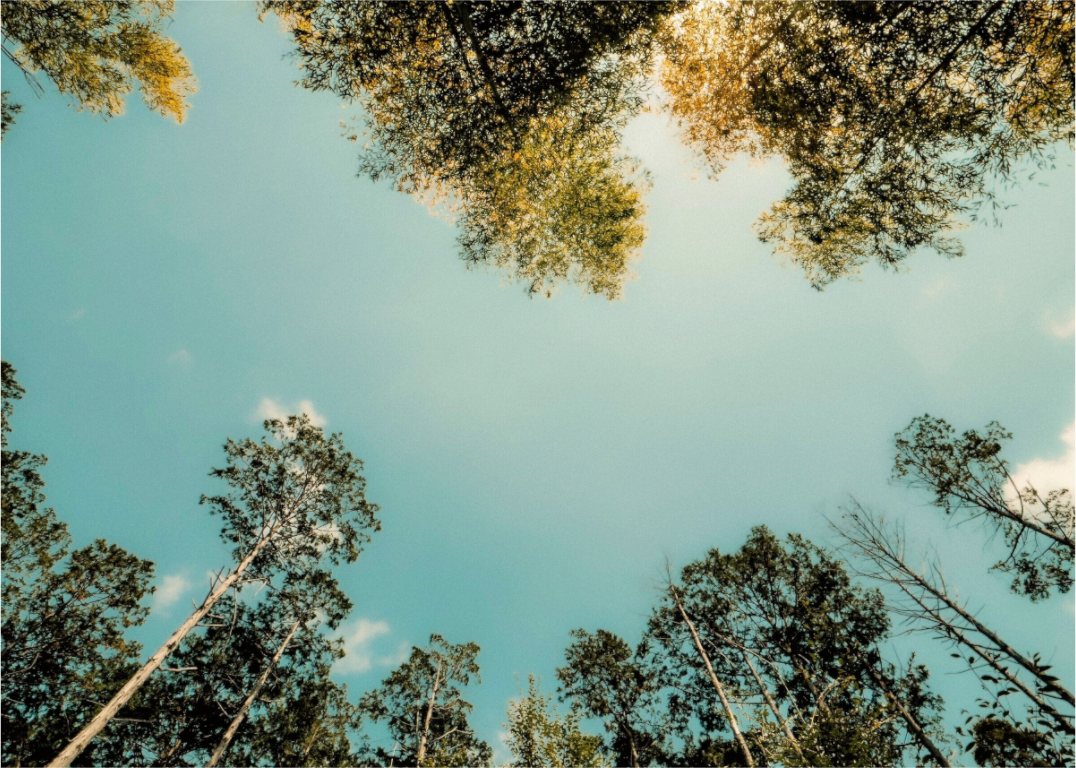 Main image Reflected trees