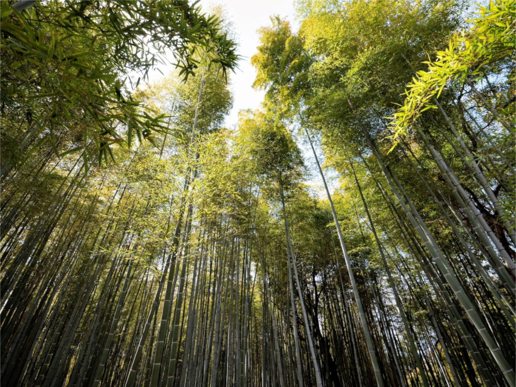 Main image Bamboo Japan