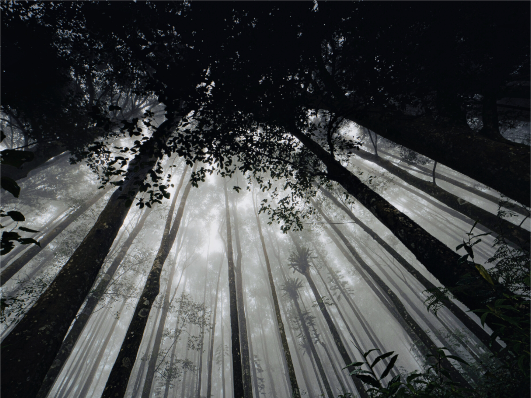 Main image The morning forest