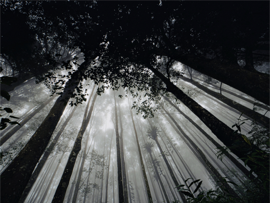 Main image The morning forest