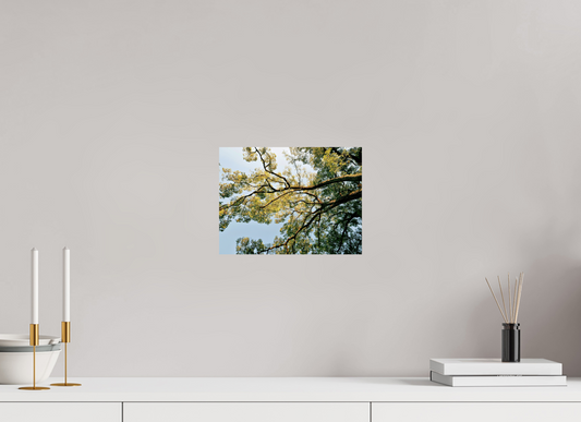 28 x 21 cm, Photo Print On Fuji Crystal DP II Big trees of Japan