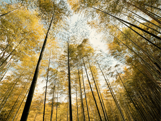Main image Yellow trees of Japan