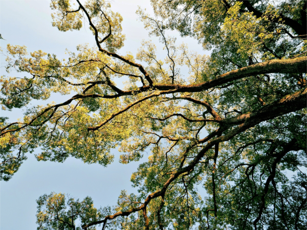 Main image Big trees of Japan